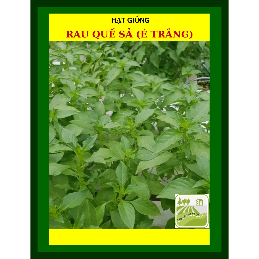 Hạt Giống Rau Quế Sả (Rau Thơm Sả) 1Gram