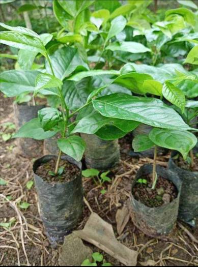 CÂY GIỐNG RAU HÚNG VỊT, RAU CHANH CHÓ