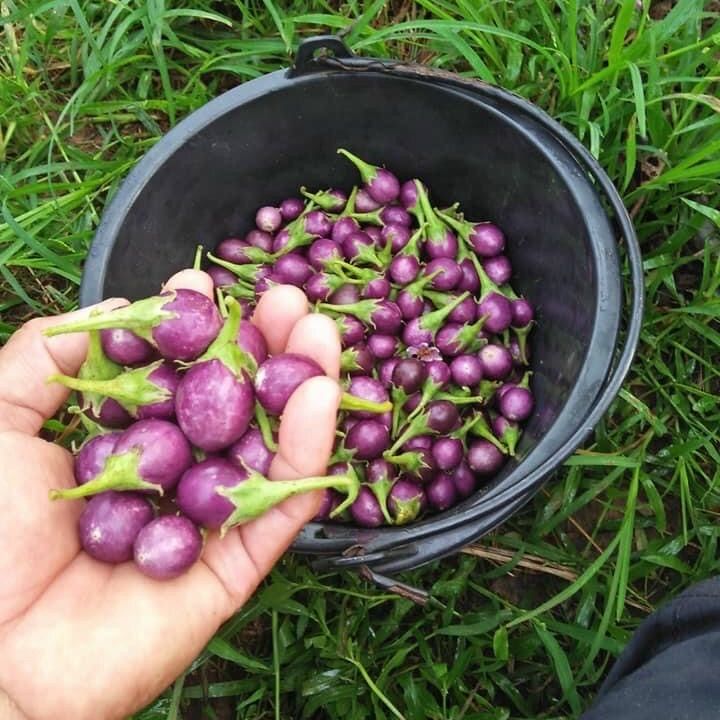 [HCM]0.5gr Hạt giống cà pháo tím sai quả