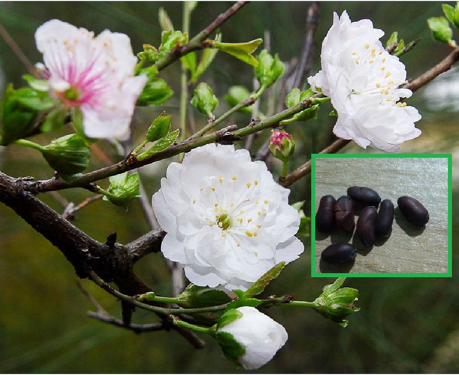 Hạt giống hoa mai TQ  hoa màu trắng - gói 5 hạt