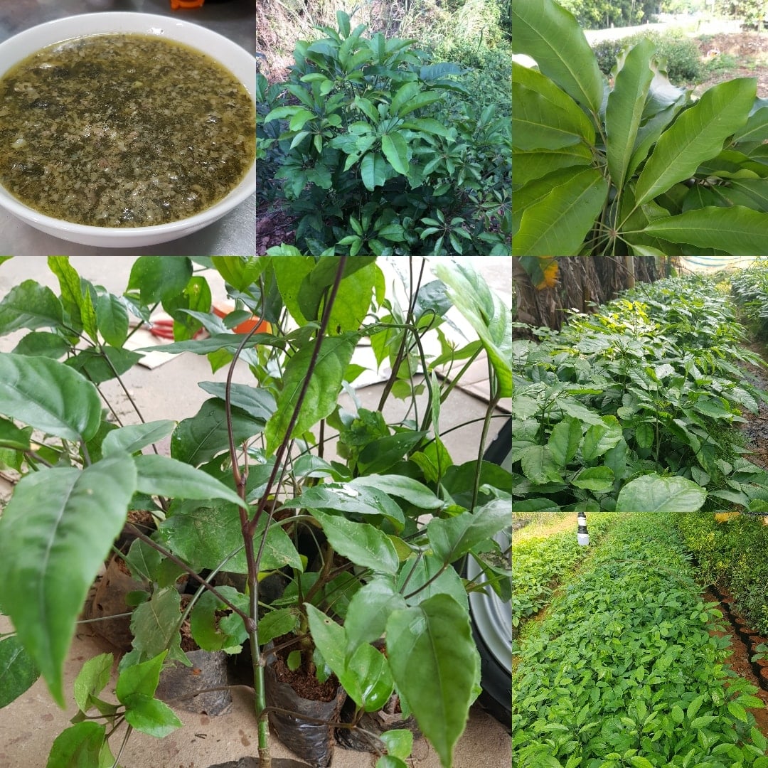 1kg Lá Đắng Khô. Đặc Sản Thanh Nghệ Tĩnh