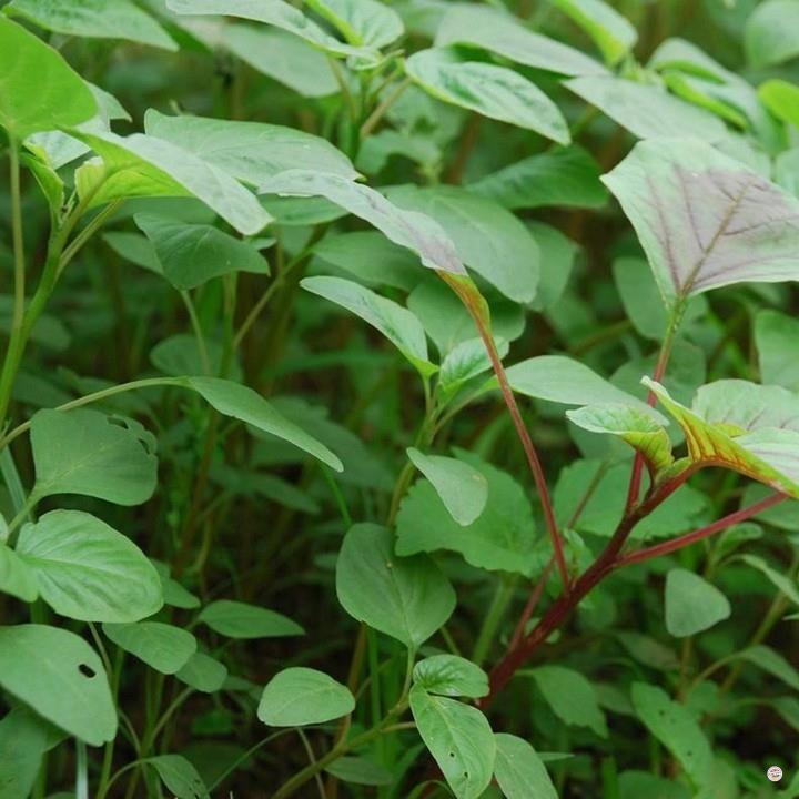 HẠT GIỐNG RAU DỀN XANH - GÓI 20 GRAM