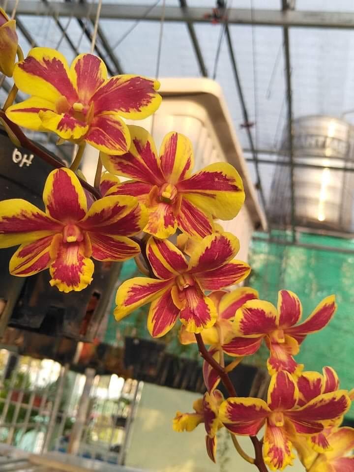 Dendro Chớp Vàng Đỏ 5%