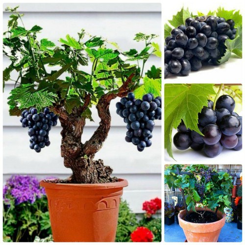 #Hạt Giống Nho Lùn Pháp