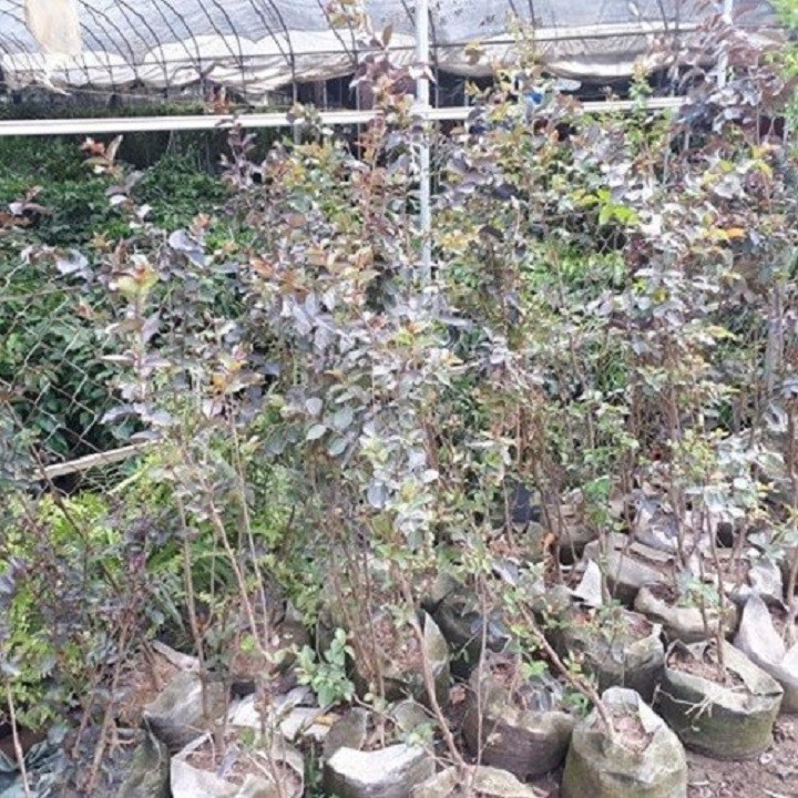 Cây hoa tường vi huyết long - hoa đỏ lá đỏ