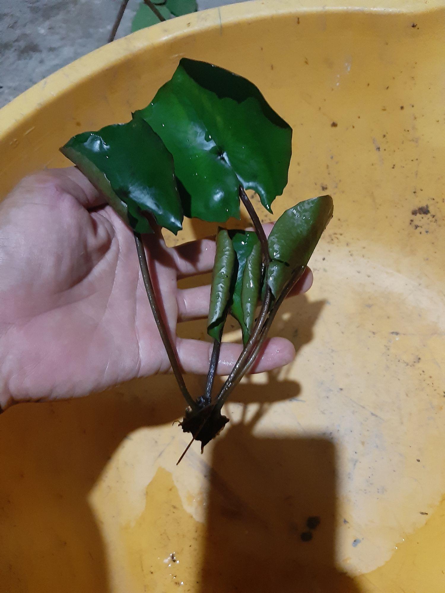 combo 2 cây hoa sún thái lan mini