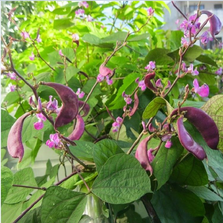 Hạt Giống Đậu Ván Tím F1 - (5 hạt/gói) - VTNN2