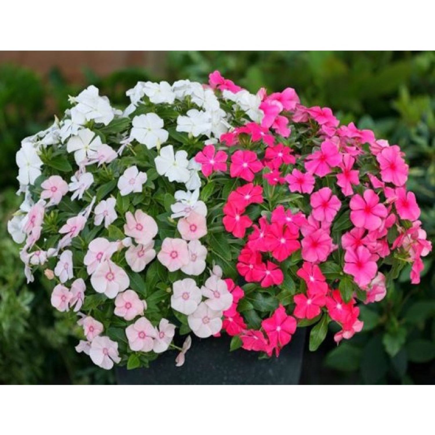 Cây Catharanthus roseus (hoa dừa cạn) màu hồng