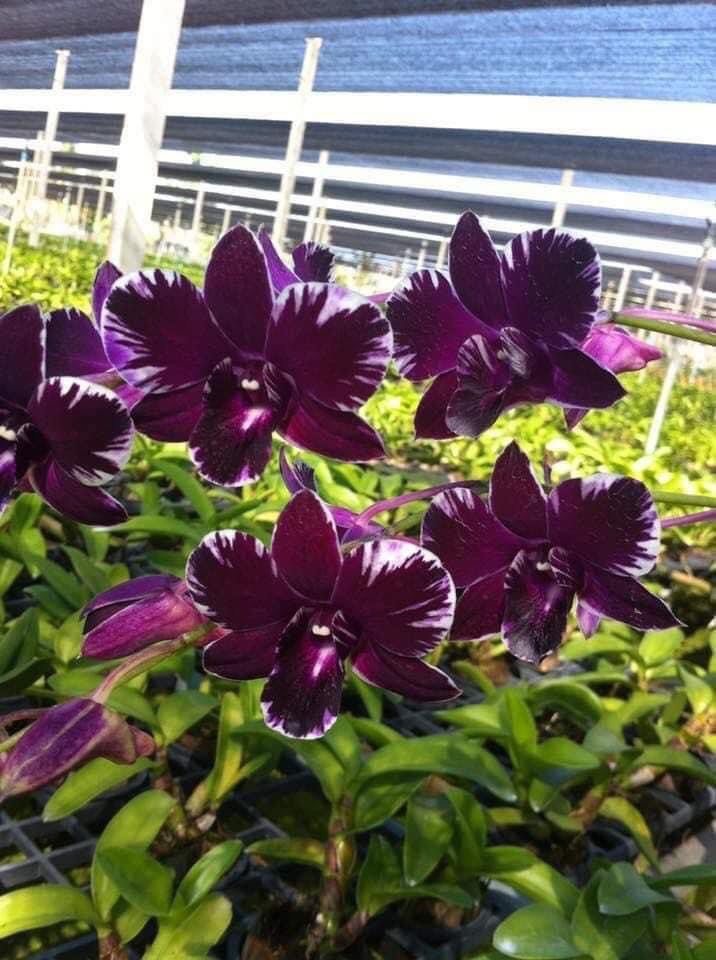 Dendro Ngọc Trai Đen chờ xổ chớp 5%