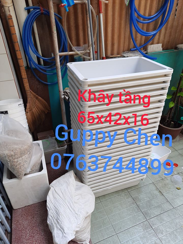 KHAY NHỰA 3 TẦNG ĐỂ NUÔI CÁ MÀU TRẮNG