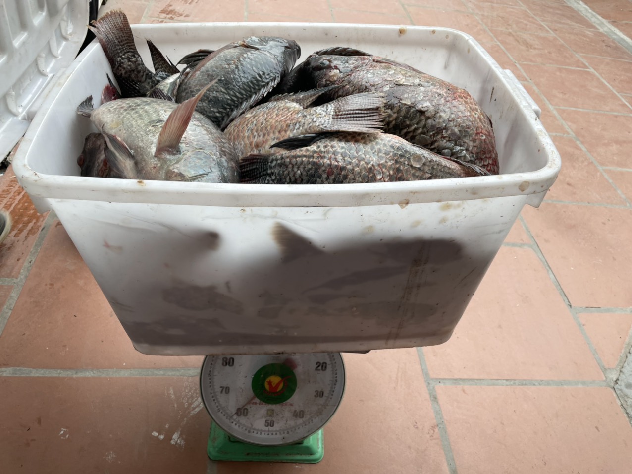 [Combo] 2 Gói Mồi Rô Lão Quỷ