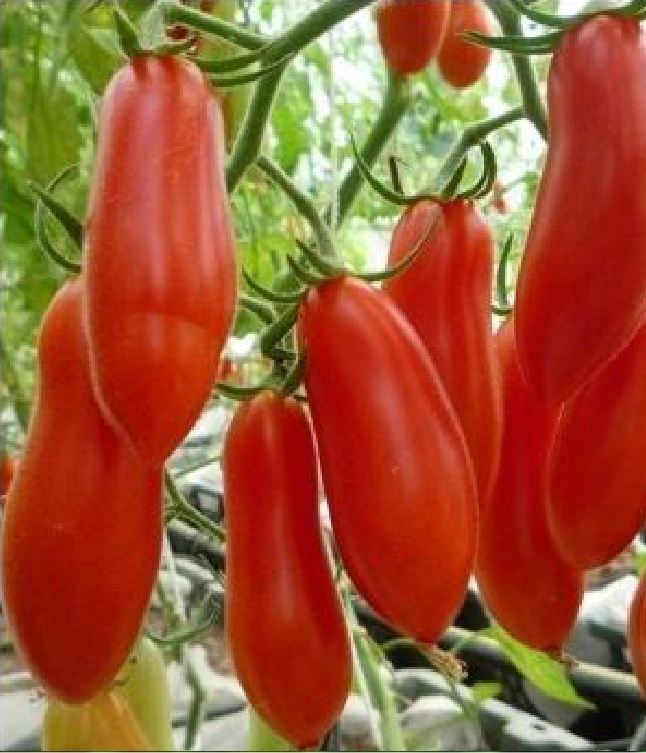 Hạt giống cà chua chuối ( cà chua ngón tay đỏ ) 30 hạt/gói - ( TẶNG gói kích thích hỗ trợ hạt nảy mầm)