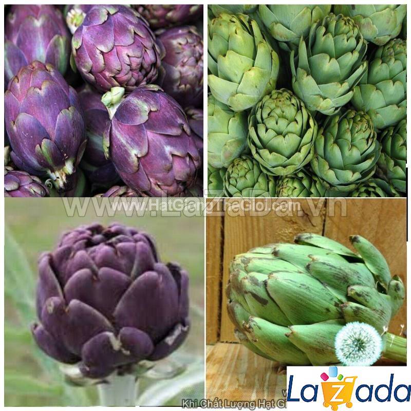 10h Hạt Giống Atisô Mix Màu (A5.104| C50*W23*M174)