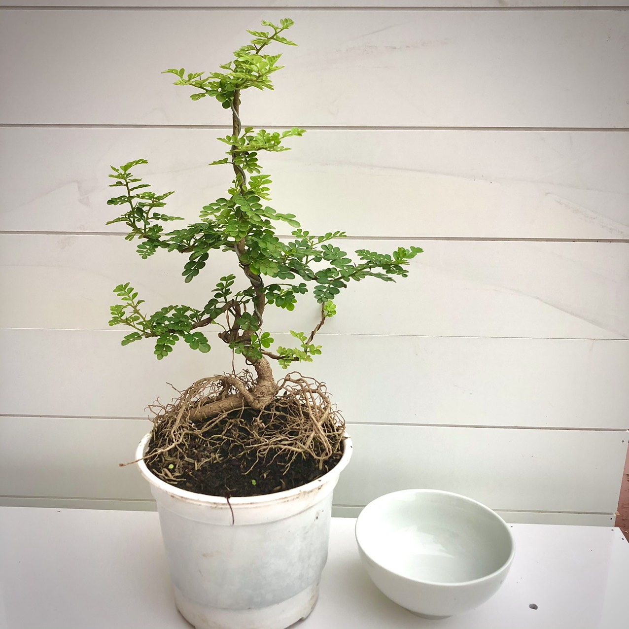 Cây cần thăng bonsai mini
