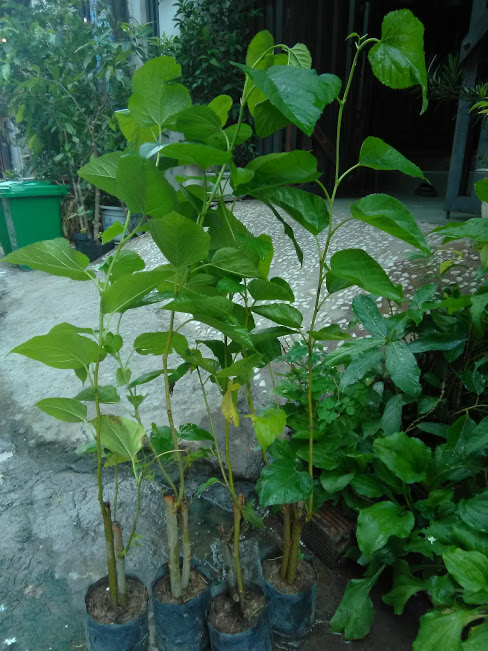 [HCM]Combo 3 cây dâu tằm