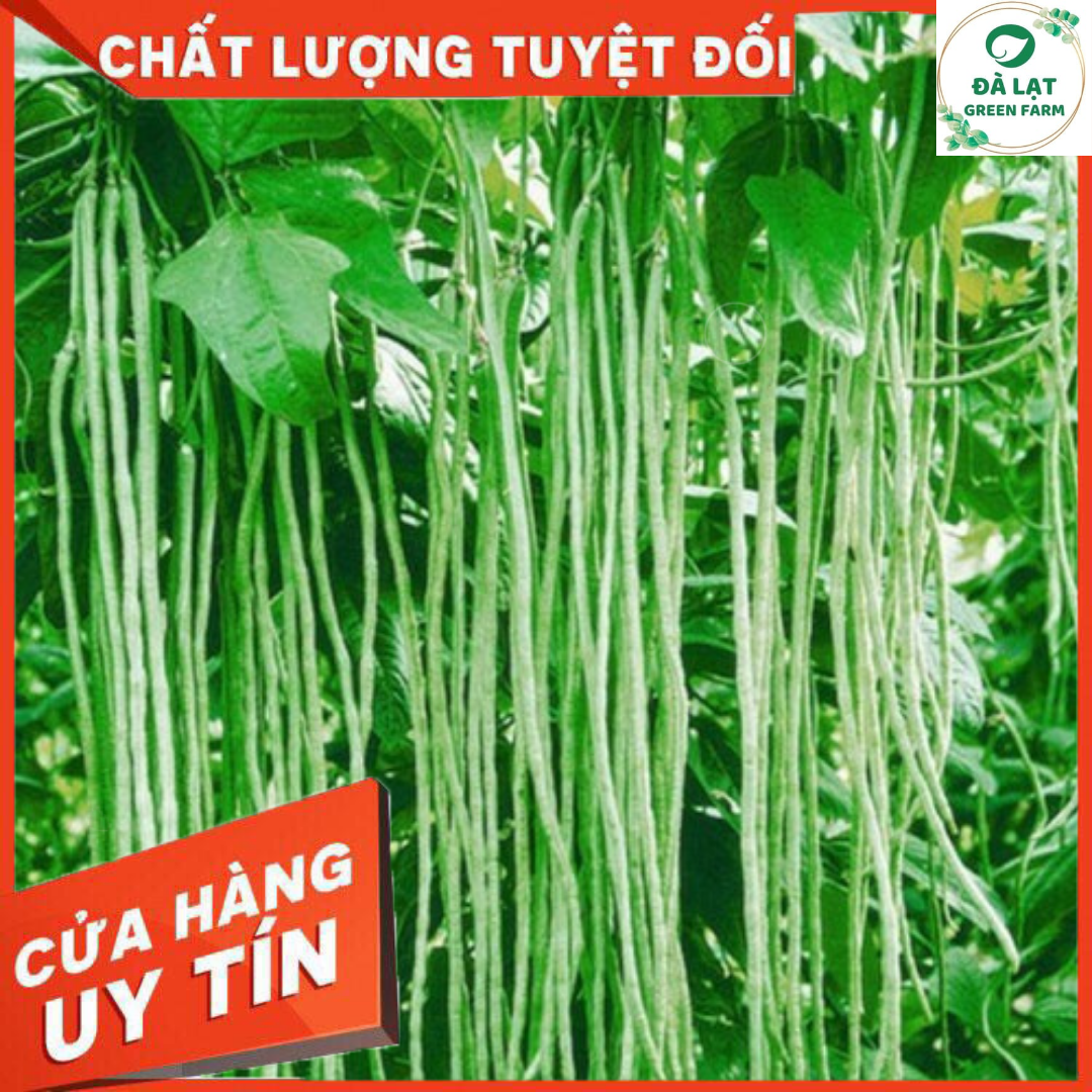 20GR_HẠT GIỐNG ĐẬU ĐŨA DÀI SIÊU TRÁI
