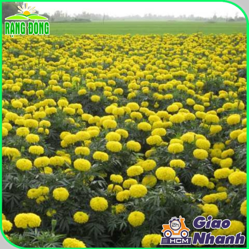 Hạt Giống Hoa Vạn Thọ Cao Nhiều Màu - Hạt giống Rạng Đông