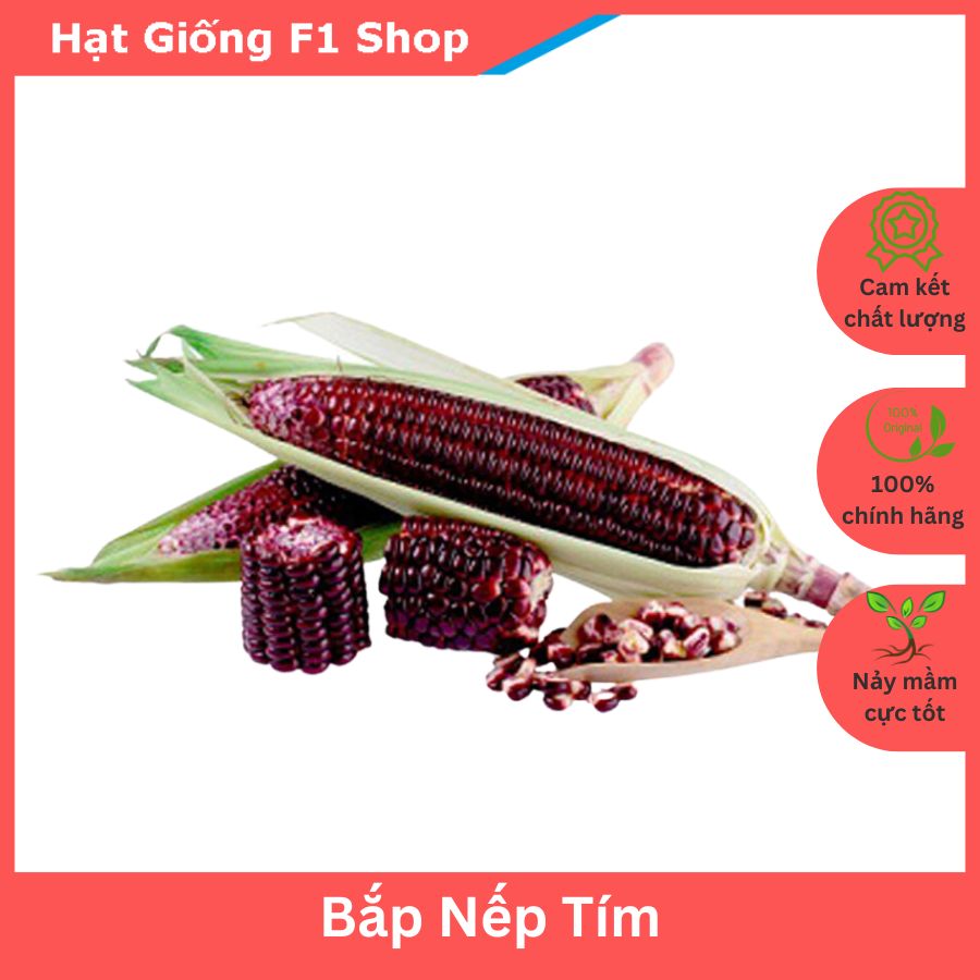 Hạt Giống Bắp Nếp Tím (Ngô Tím) F1 Dẻo Ngọt - 20H (122.F1)