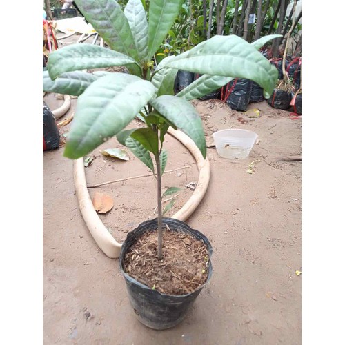 Cây Trứng Gà hay còn gọi là Lêkima