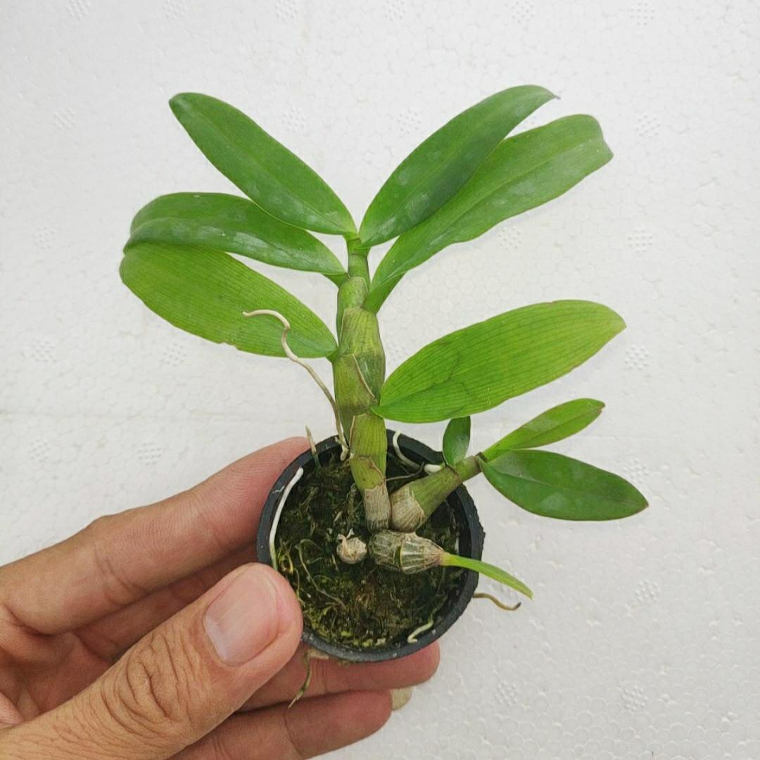 Lan giả hạc Đaclay Cây năm 2 đẹp