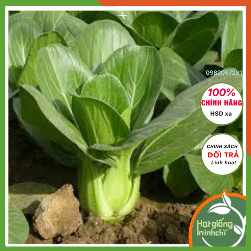 Hạt giống rau cải thìa (cải chíp, cải chít) - 20gram- 4000 hạt dễ trồng, kháng bệnh tốt, loại Rau củ quả trồng ban công, sân thượng, thùng xốp
