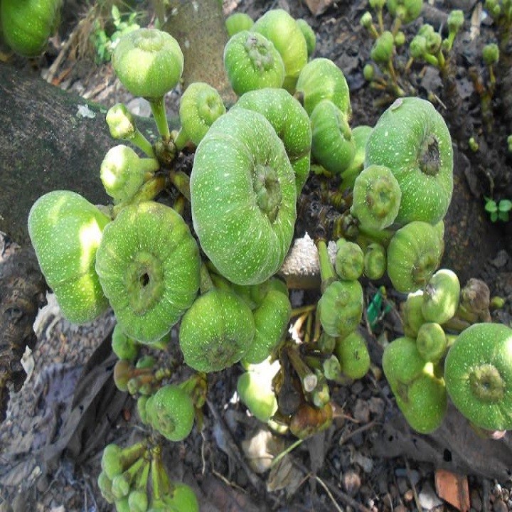 Cây vả giống chuẩn