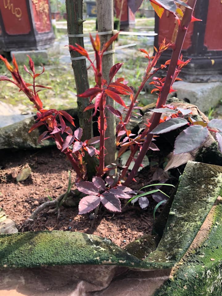 Chế phẩm đậu nành trứng chuối lên men humic