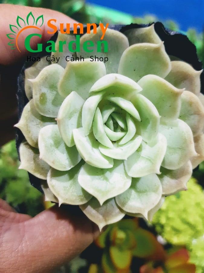 Sen Đá Ngọc Bích Trắng