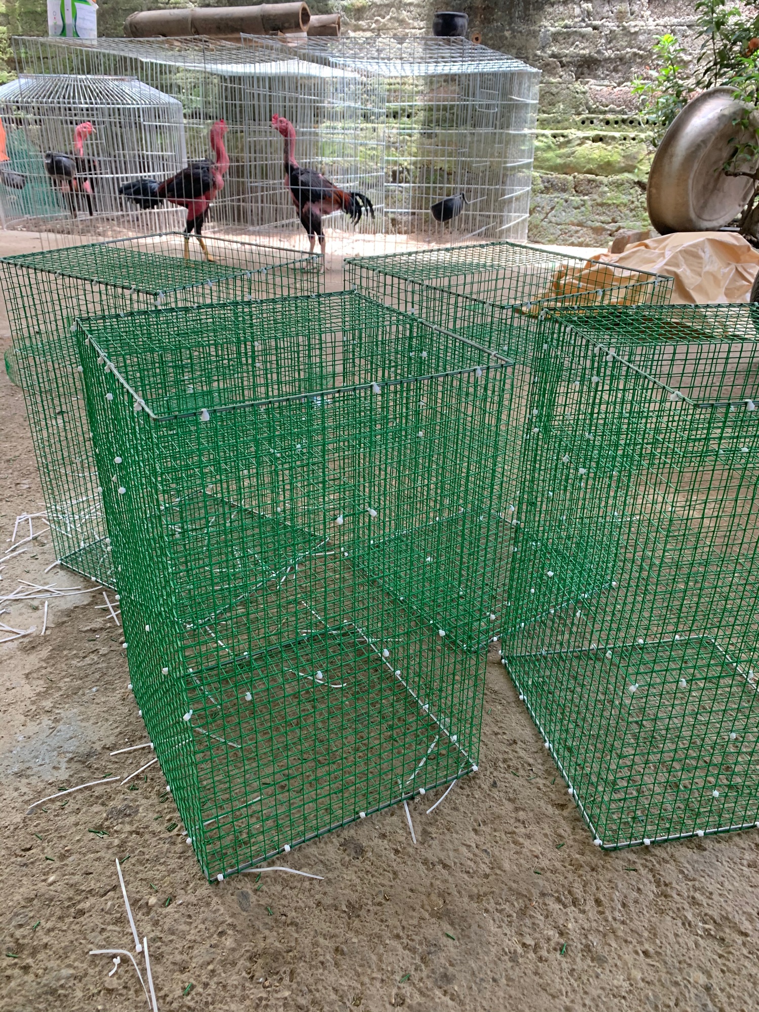 Bẫy chim tự động