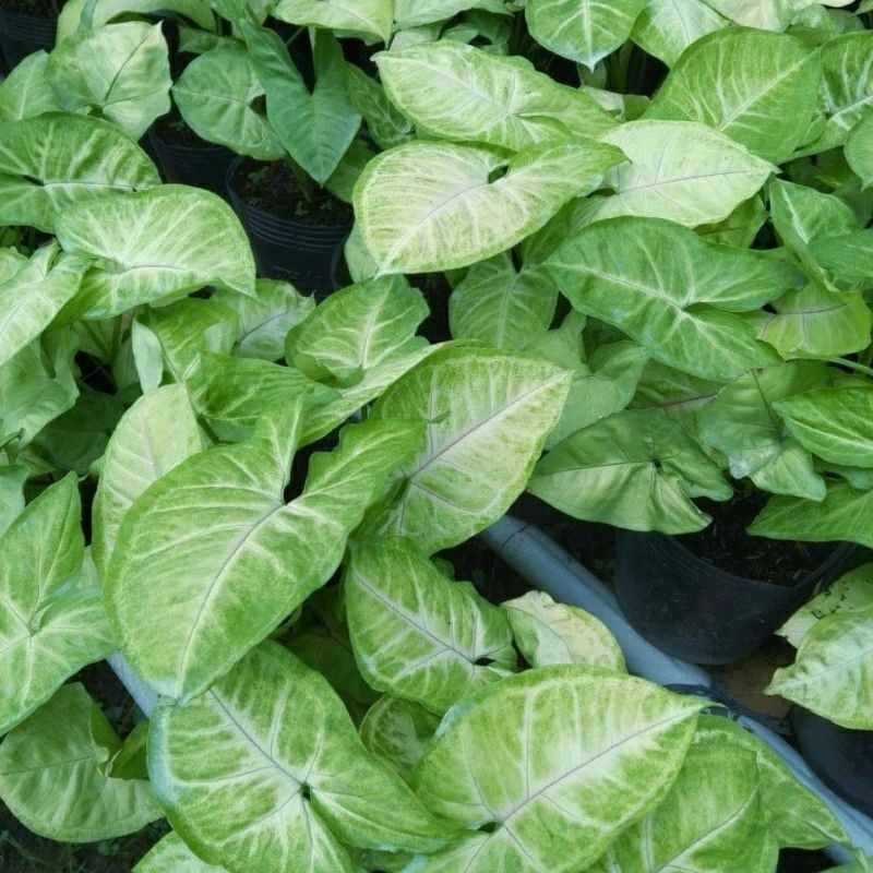 🍀Cây trầu bà lá trắng, cây Tróc bạc ( thủy sinh được)