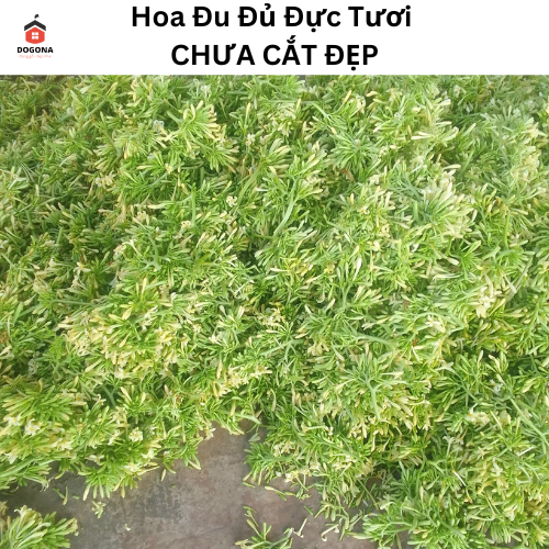 Hoa Đu Đủ Đực Tươi ( Hoa Thu Đủ Đực Tươi) - RẤT TỐT CHO SỨC KHỎE