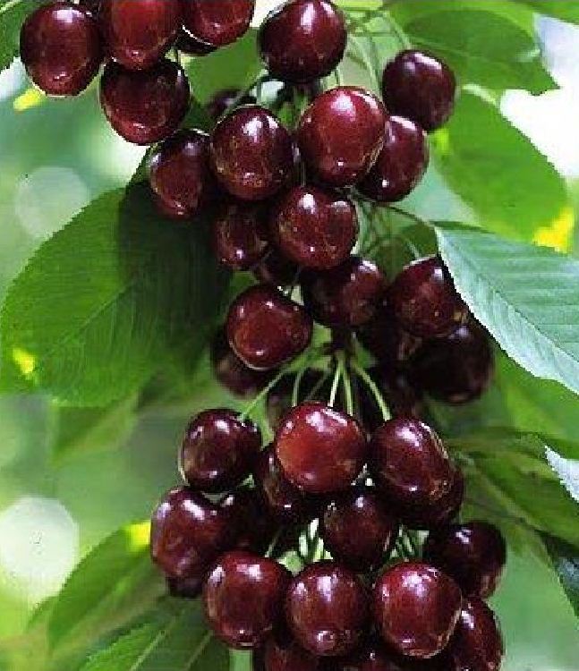Hạt giống cây ăn trái cherry nhiệt đới gói 10 hạt