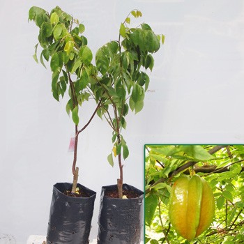 Cây giống khế ngọt, cây khế cơm giống