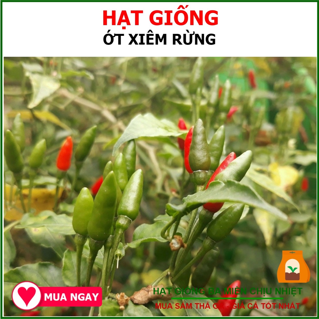 Hạt giống ớt xiêm ớt hiểm rừng
