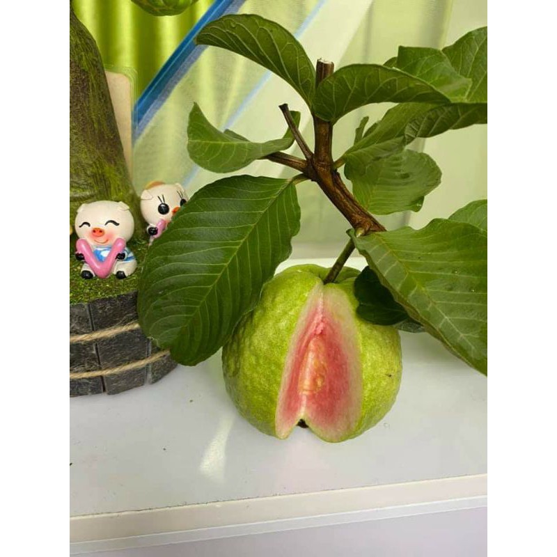 Cây ổi RuBy... siêu trái... cây đang trái.