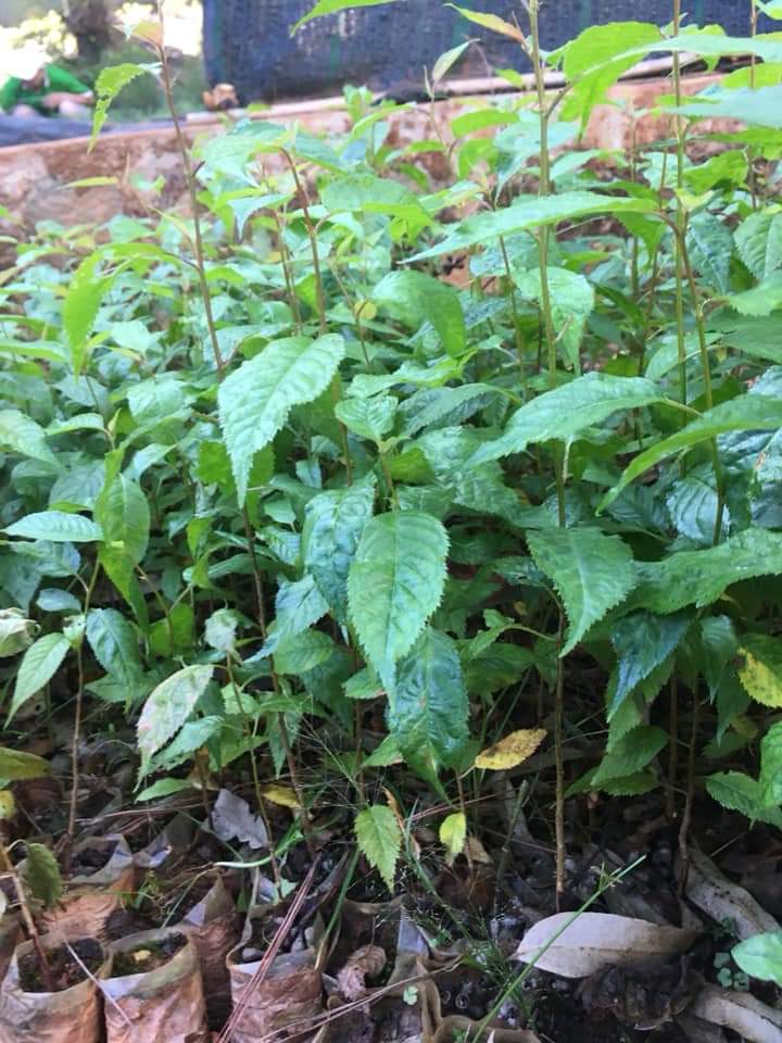 50gram hạt mai hoa đào