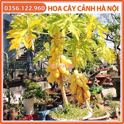 Hạt giống đu đủ vàng Thái Lan cao sản
