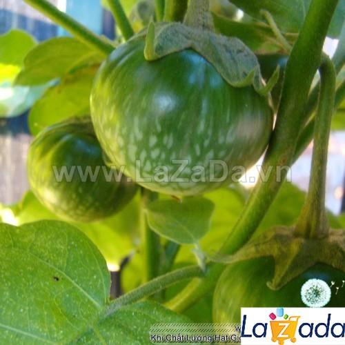 0.5Gr Hạt Giống Cà Pháo Thái Lan (B1.101| B50*X44*M223)