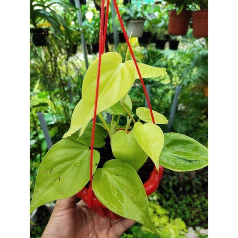 Trầu bà Philodendron Hederaceum 'Lemon Lime (trầu bà vàng lá tim)
