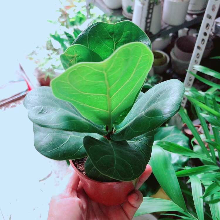 Cây Bàng Singapore Cao 20cm