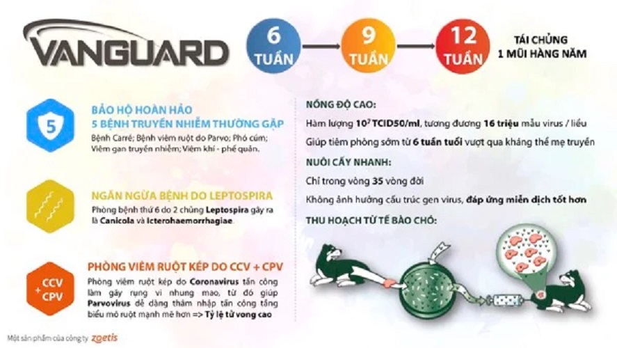 (Hoả tốc) Hướng dẫn tiêm vắc xin chó 7 bệnh (tặng bơm kim tiêm)