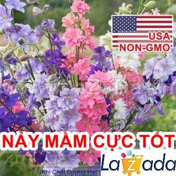 50h Hạt Giống Hoa Phi Yến Mix Màu (TLB3| -KD: B15*V45*M177)