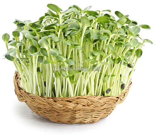 Hạt Giống Rau Mầm Hướng Dương