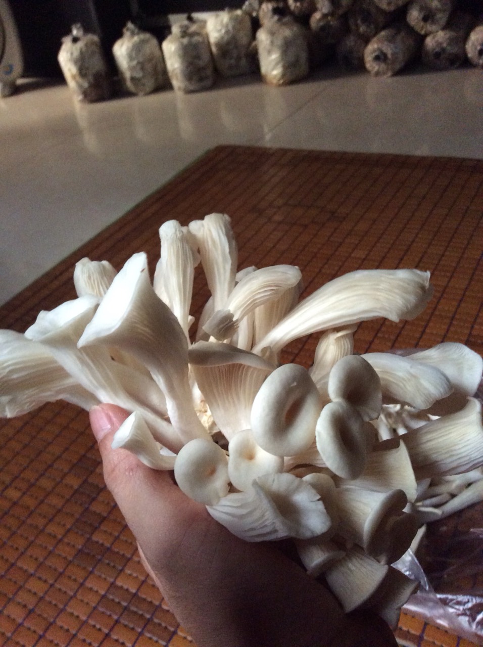 combo 10 phôi nấm bào ngư