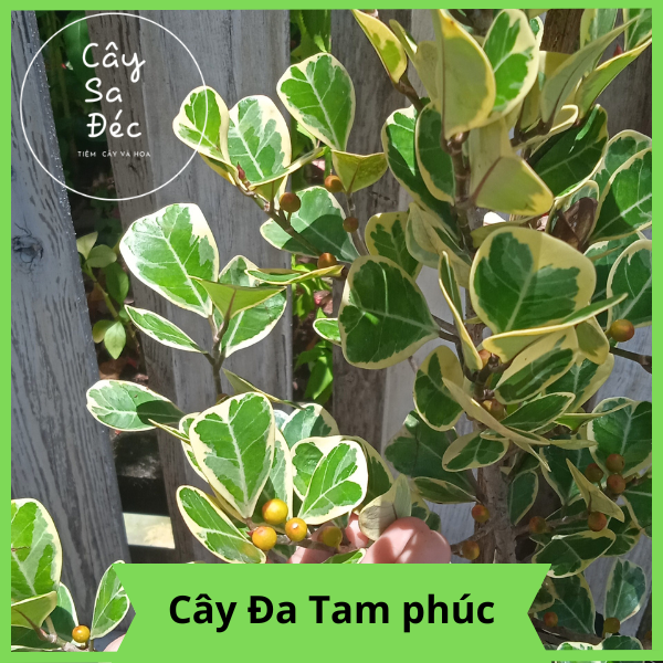 Cây đa tam phúc , cây cảnh trồng trang trí sân vườn dễ trồng, Colorland Garden