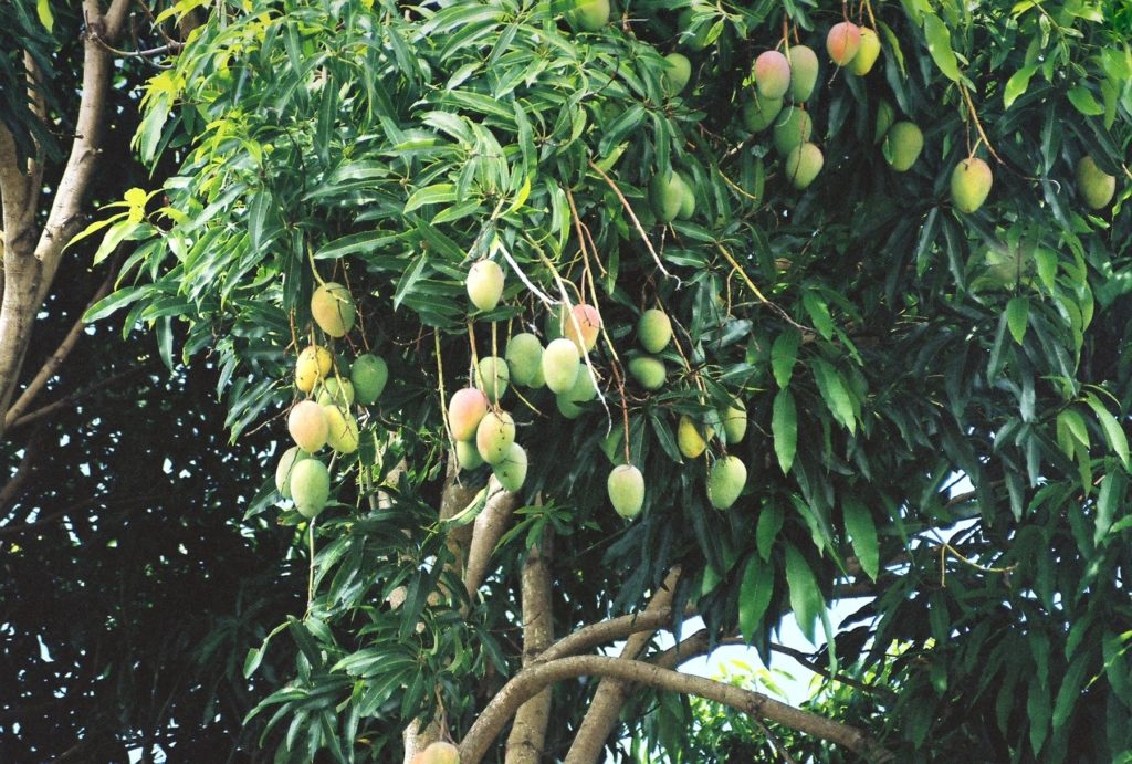 CÂY GIỐNG XOÀI THANH CA [ GIỐNG Xoài ghép18 tháng cho quả ].