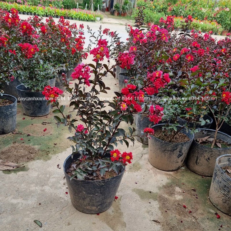 Cây giống Tường Vi Huyết Long, loại cây tường vi được lai tạo hoàn hảo giữa 3 giống Tường Vi khác nhau