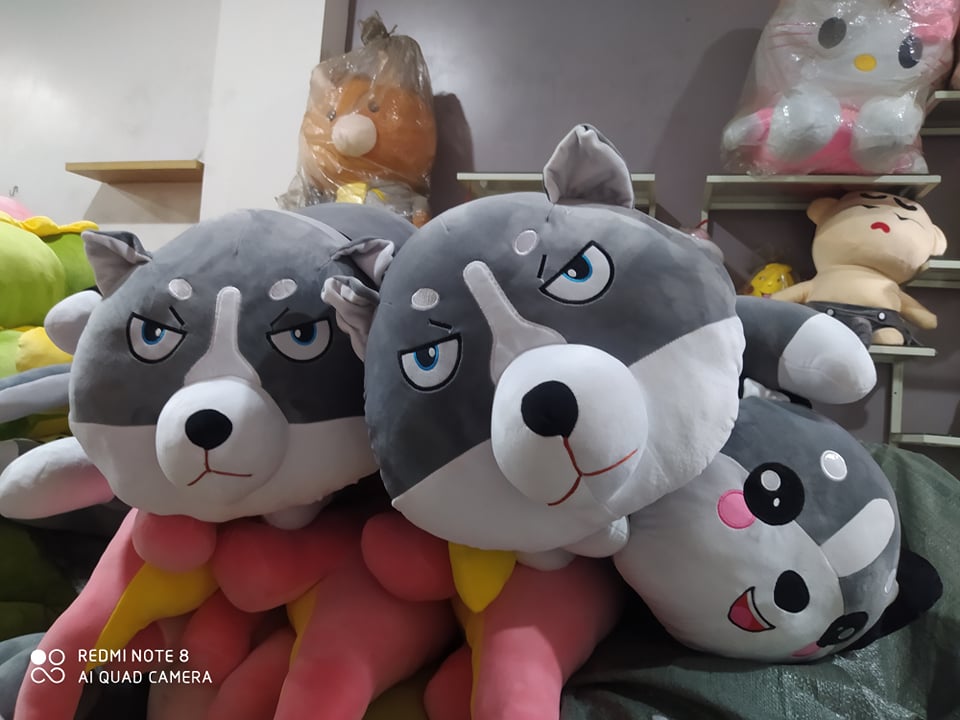 Chó Bông Husky Mèo Bông Husky