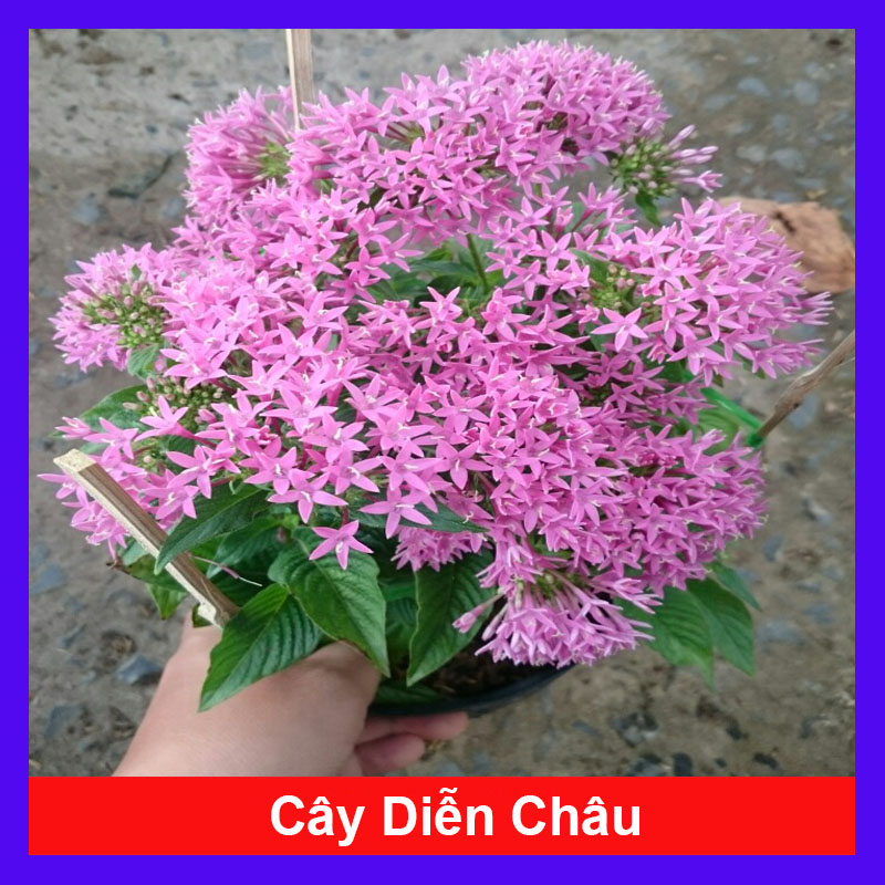 Cây Diễn Châu - Cây cảnh mini để bàn