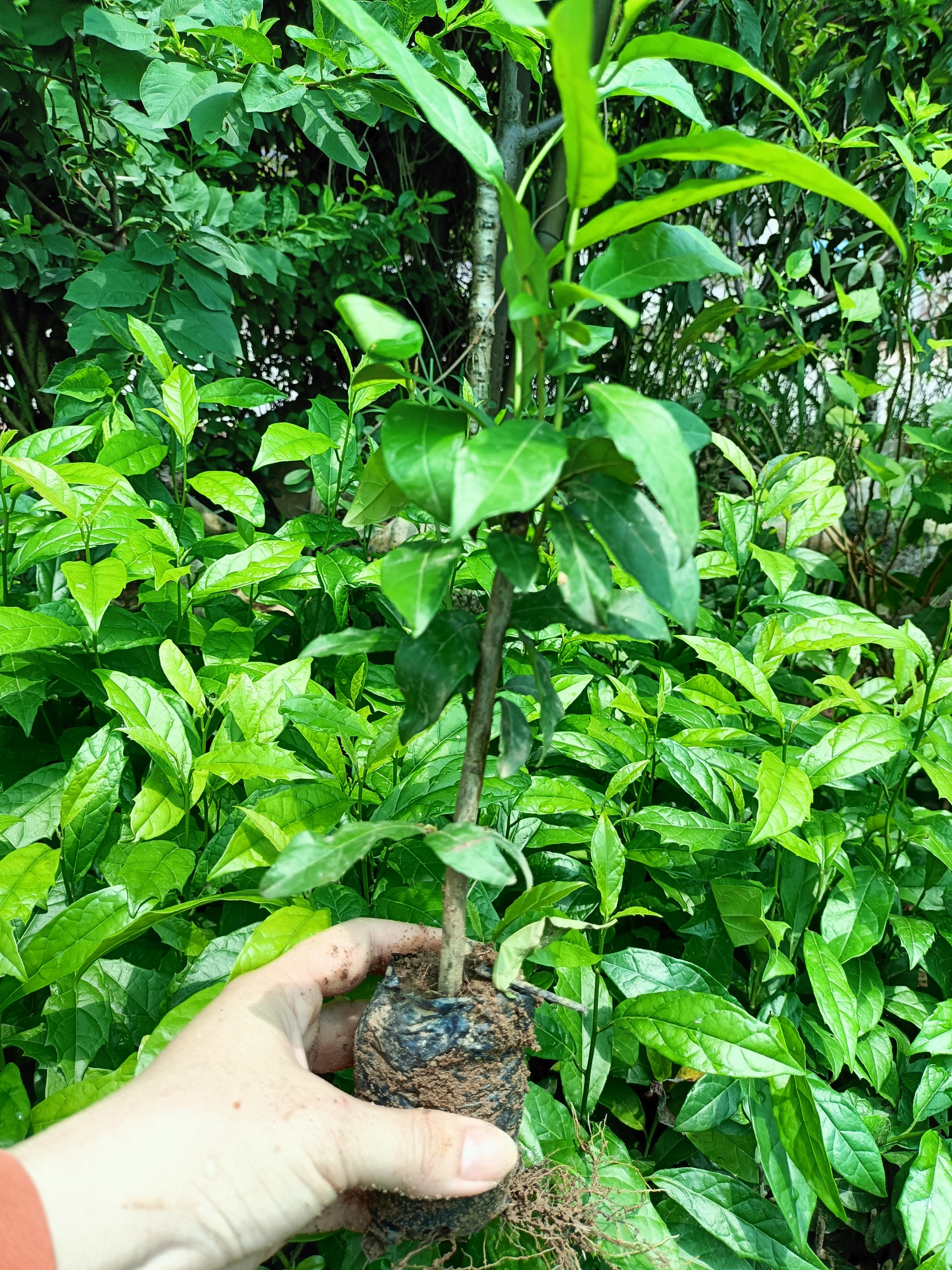 Combo 5 cây giống xạ đen
